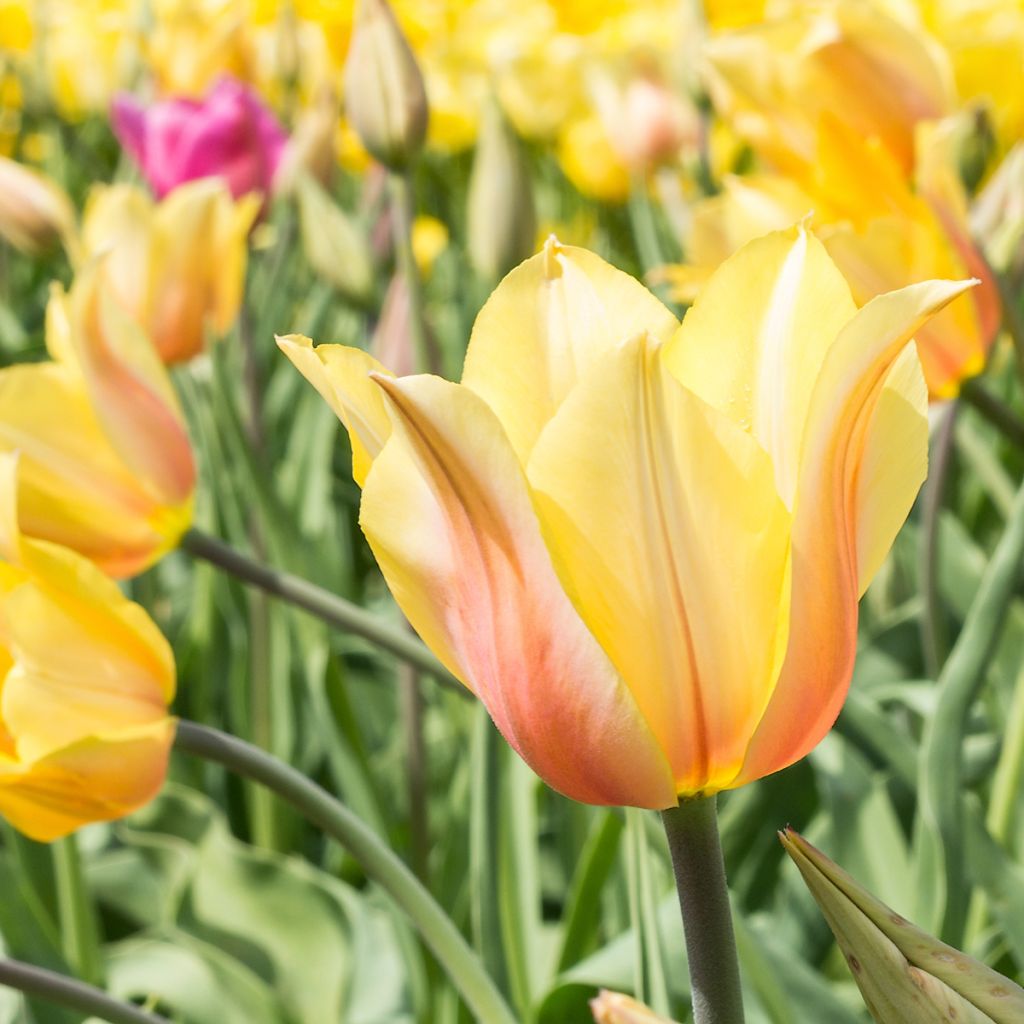 Tulipano Blushing Lady