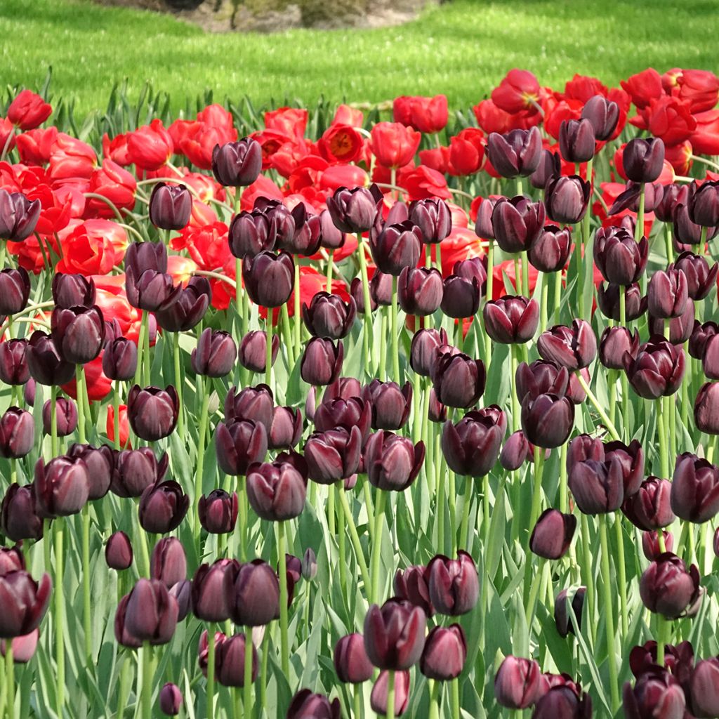 Tulipano Reine de la Nuit