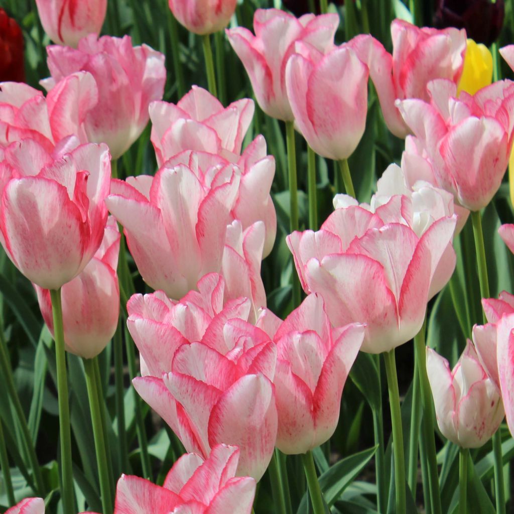 Tulipano Trionfo Beauty Trend