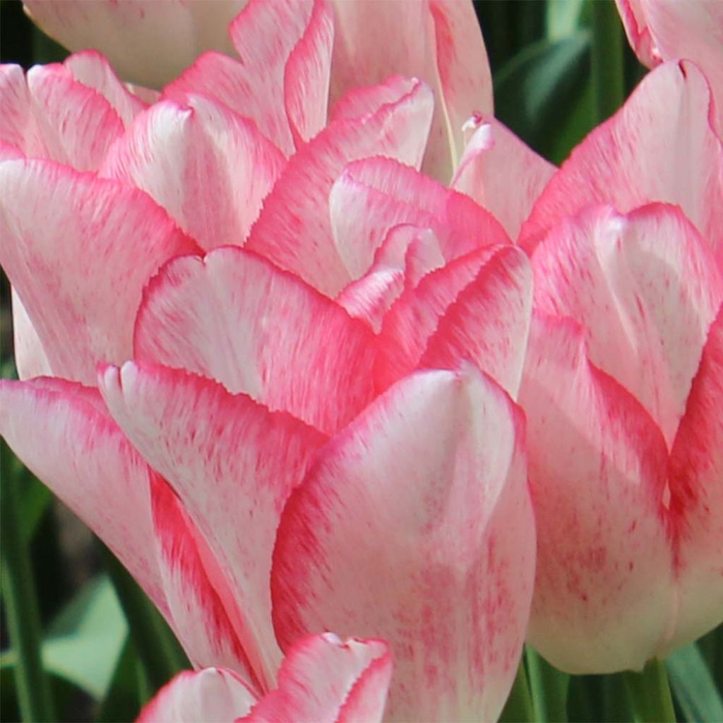 Tulipano Trionfo Beauty Trend