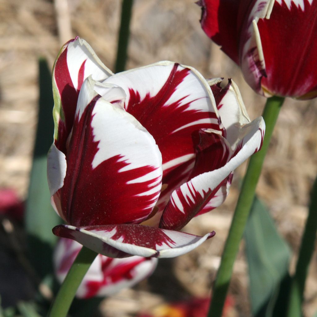 Tulipano Trionfo Grand Perfection