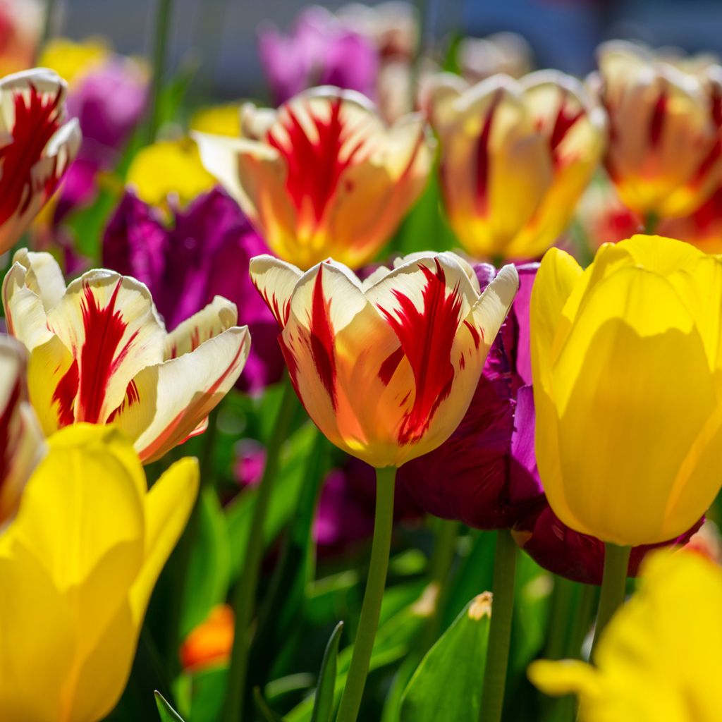 Tulipano Trionfo Grand Perfection