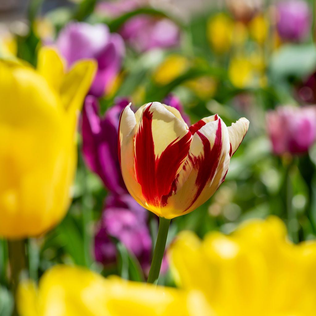 Tulipano Trionfo Grand Perfection