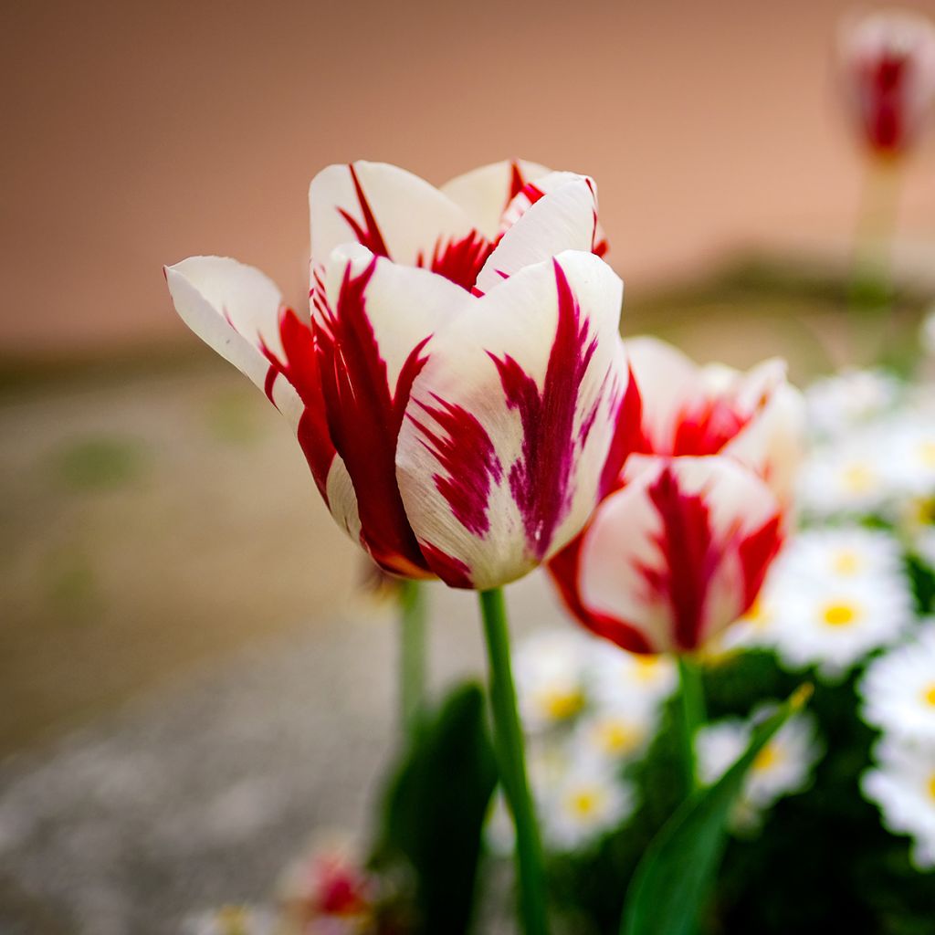 Tulipano Trionfo Grand Perfection