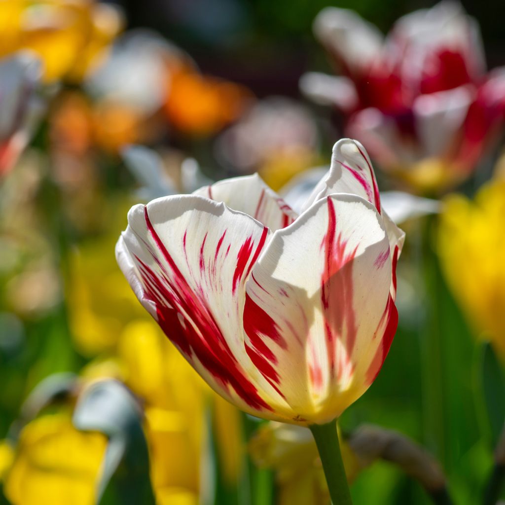 Tulipano Trionfo Grand Perfection