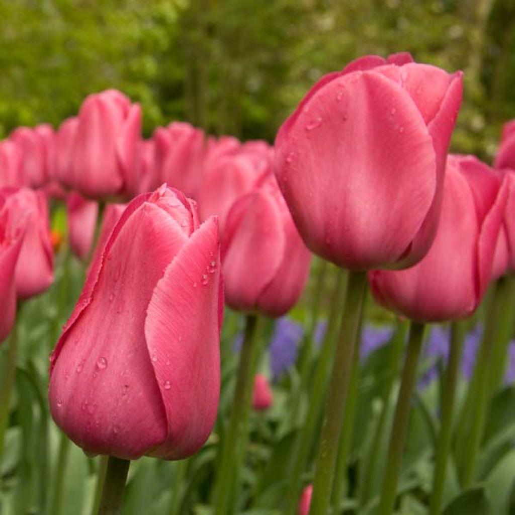 Tulipano Trionfo Barcelona