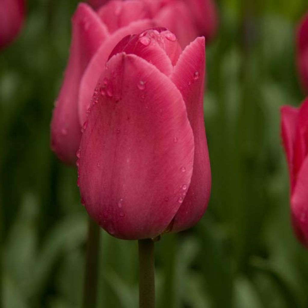 Tulipano Trionfo Barcelona