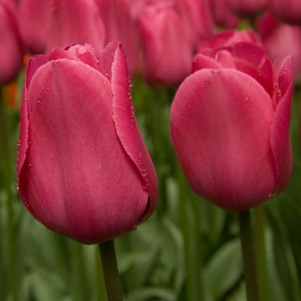 Tulipano Trionfo Barcelona