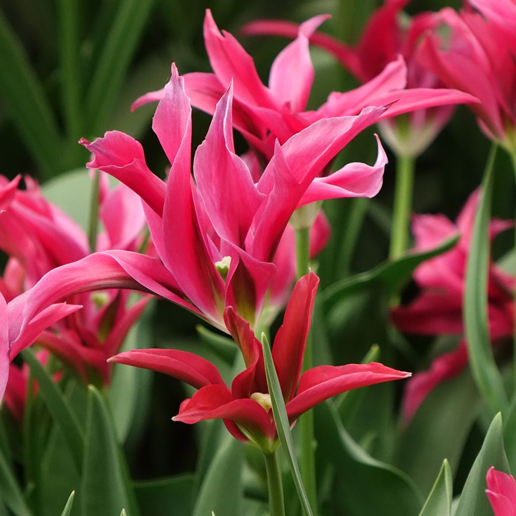 Tulipano Viridiflora Doll's Minuet