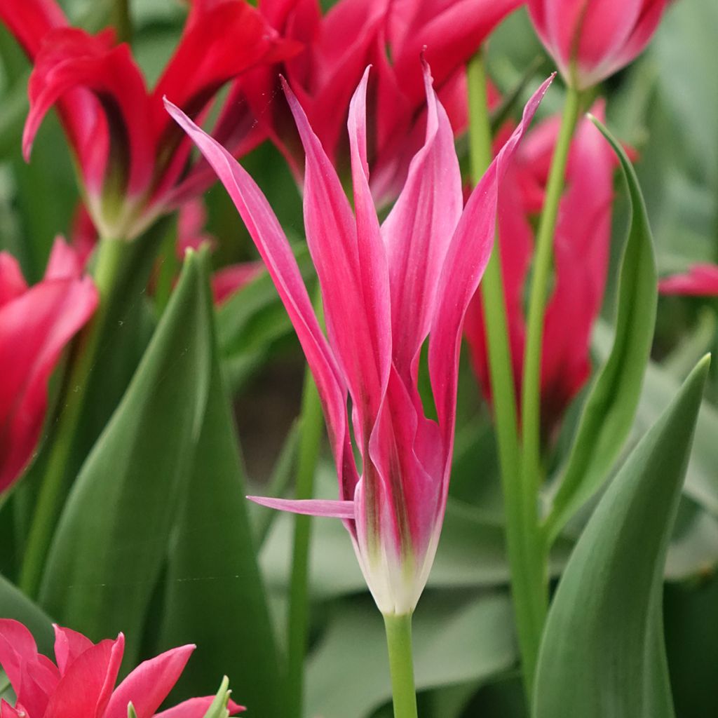 Tulipano Viridiflora Doll's Minuet