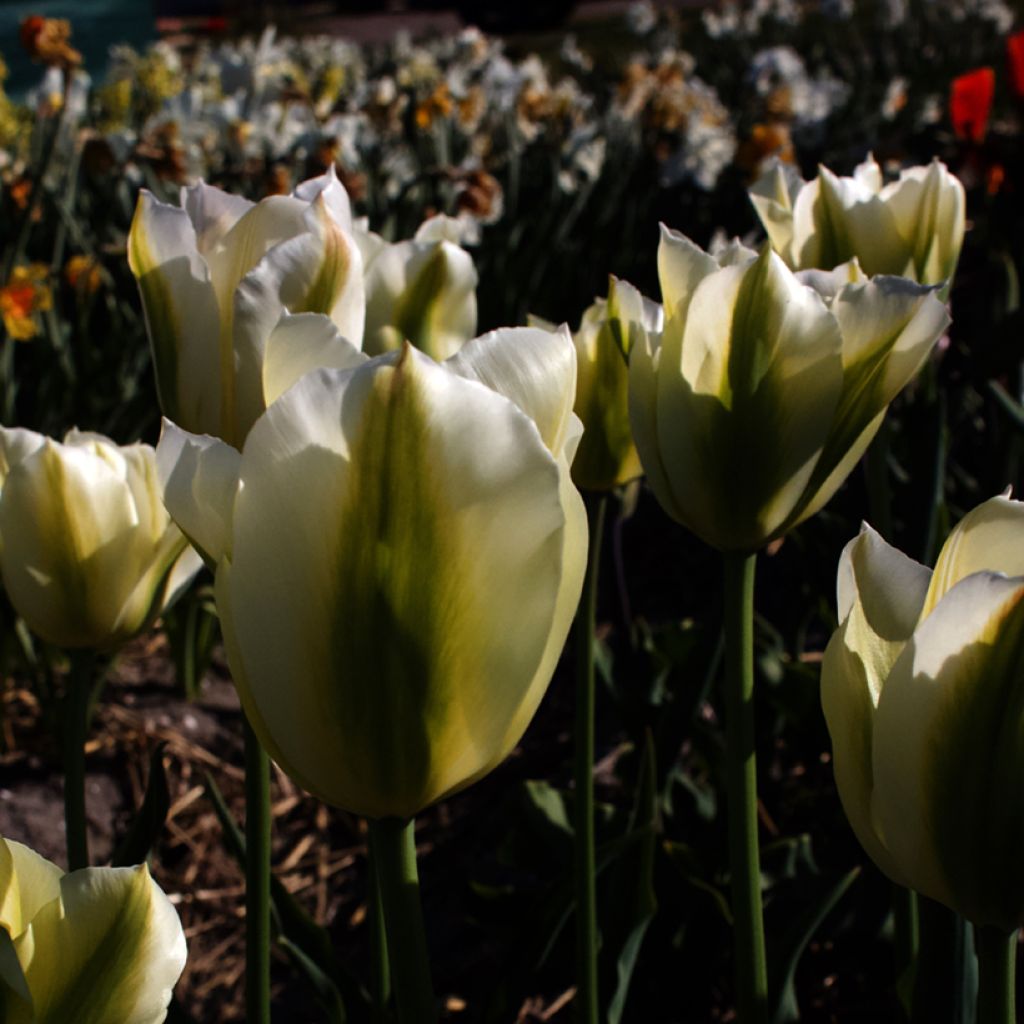 Tulipano Viridiflora Green Spirit