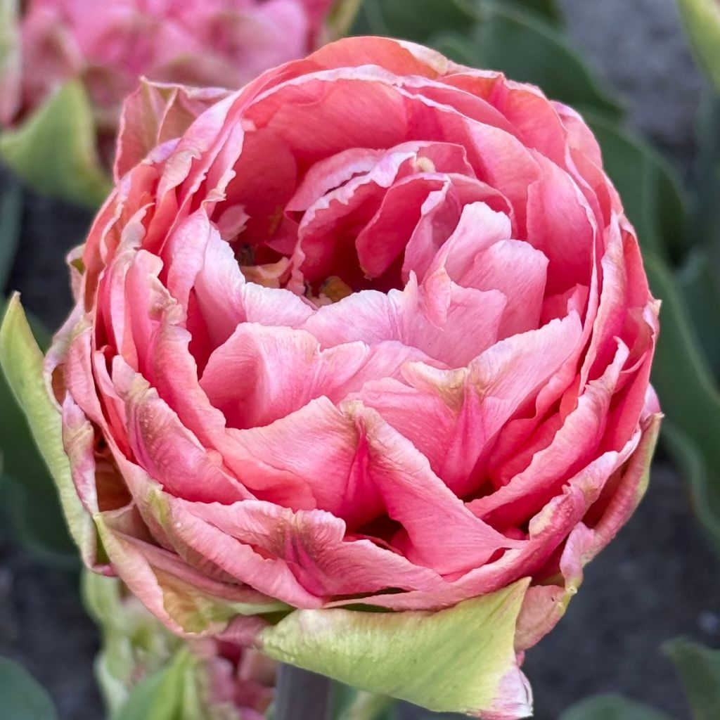Tulipe Double Hâtive Quinty Trustfull