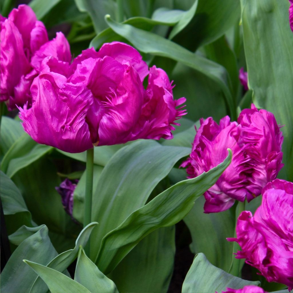 Tulipano Pappagallo Parrot Prince