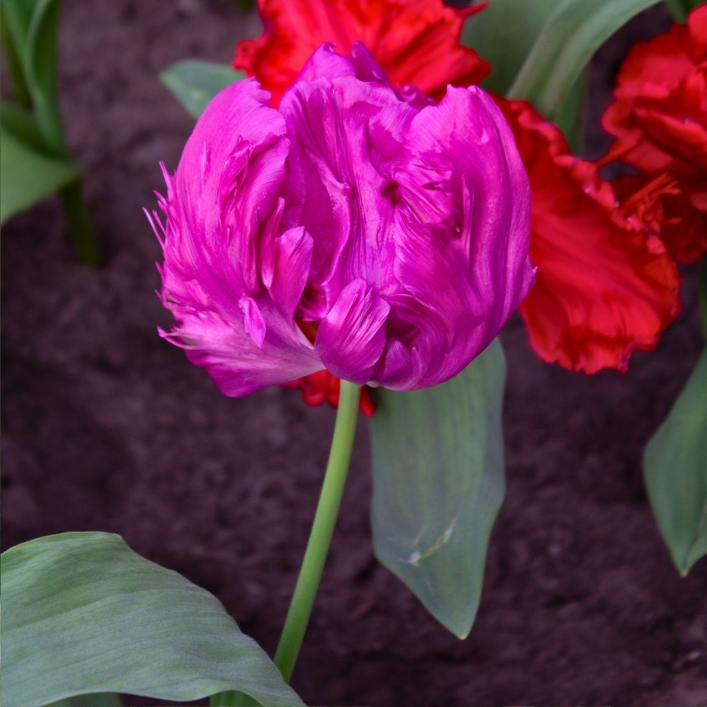 Tulipano Pappagallo Parrot Prince