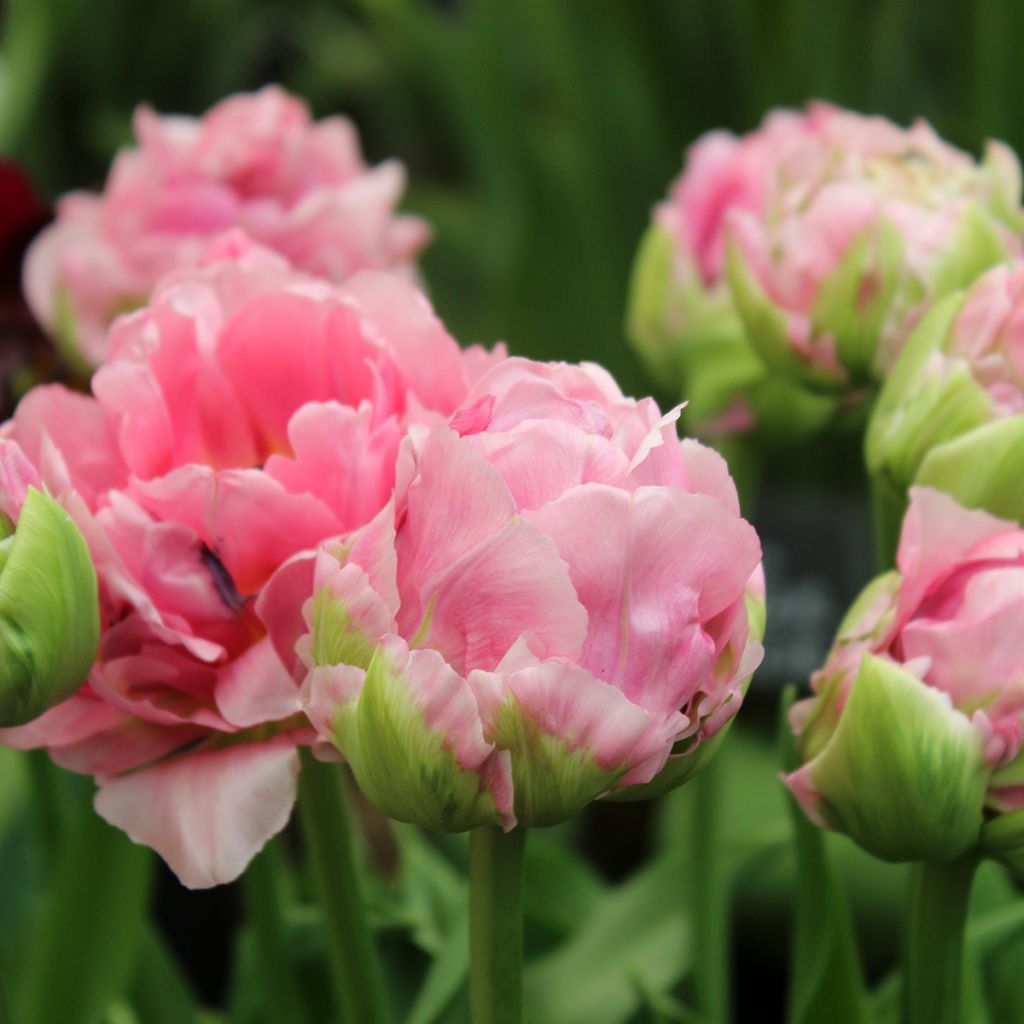 Tulipano Double Arosa