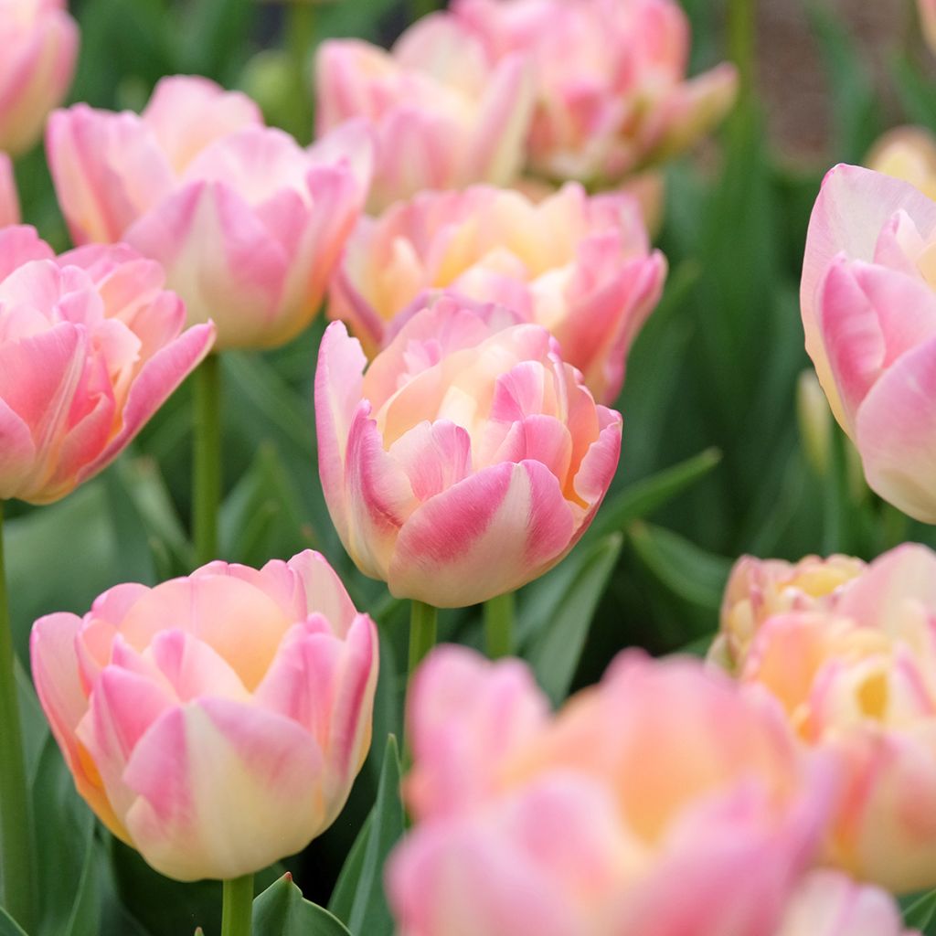 Tulipano Doppio Tardivo Crème Up Star