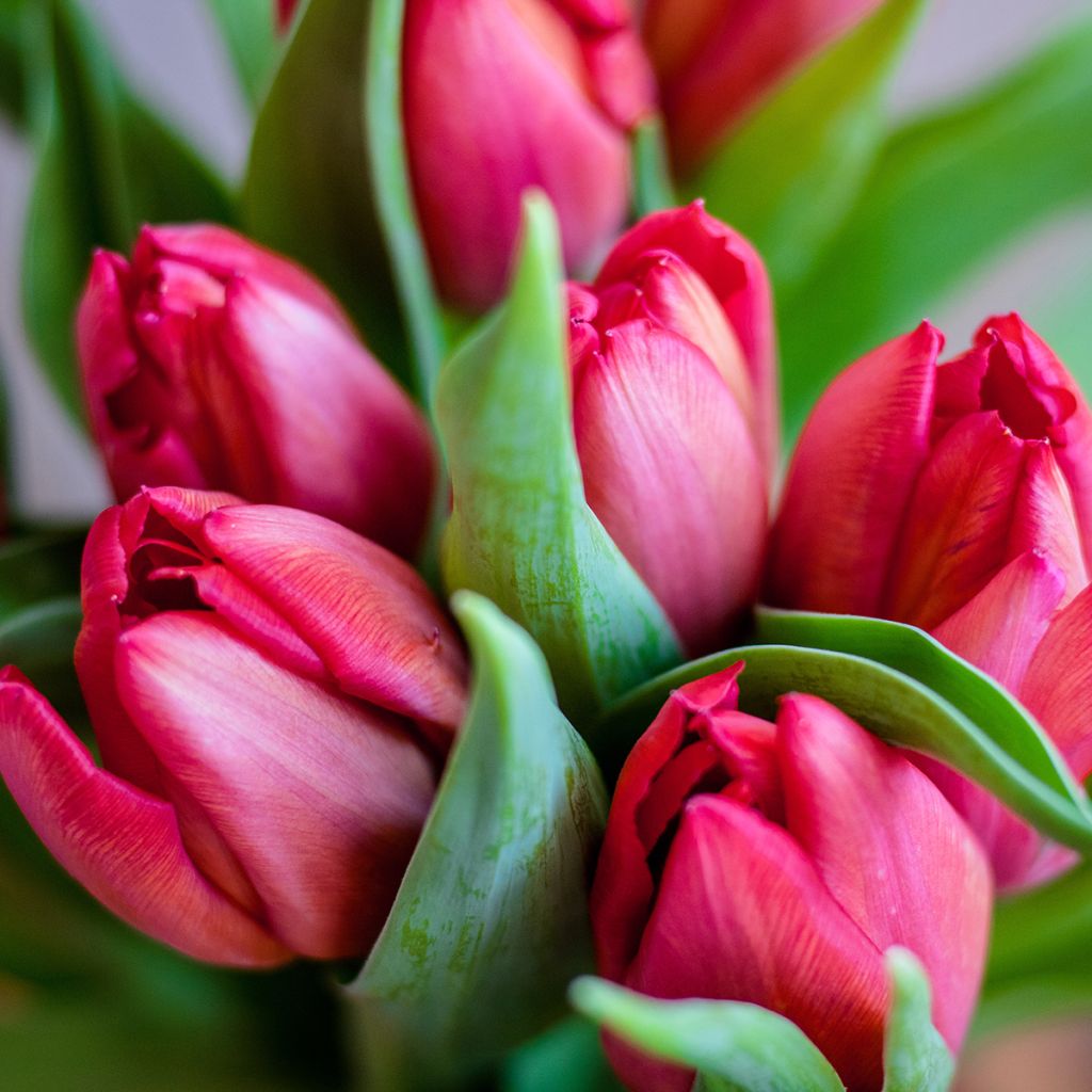 Tulipano Multiflora Happy Family