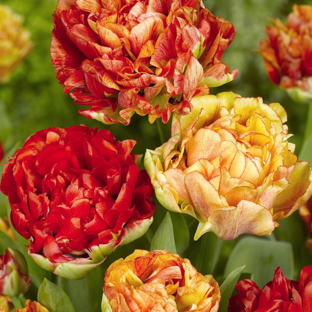 Tulipano Doppio Tardivo Mix