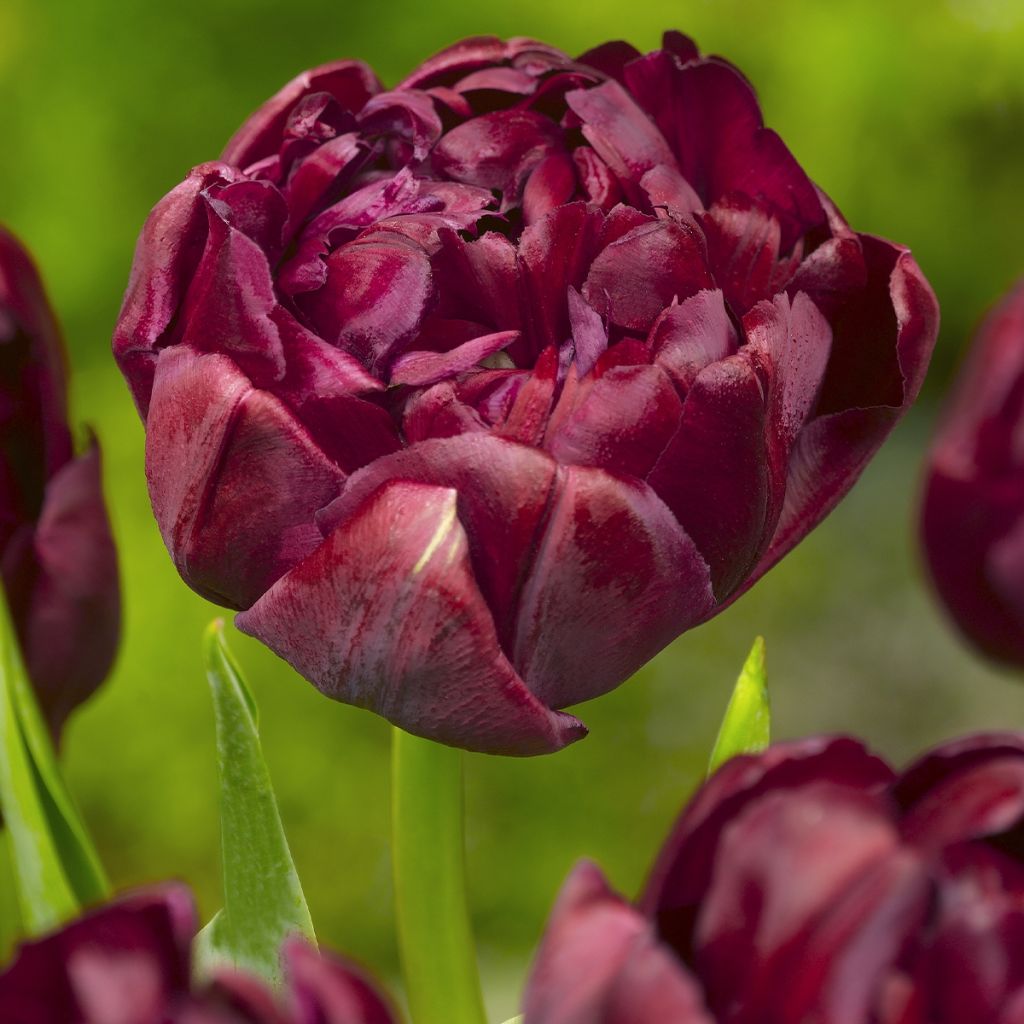 Tulipano Doppio Tardivo Mix