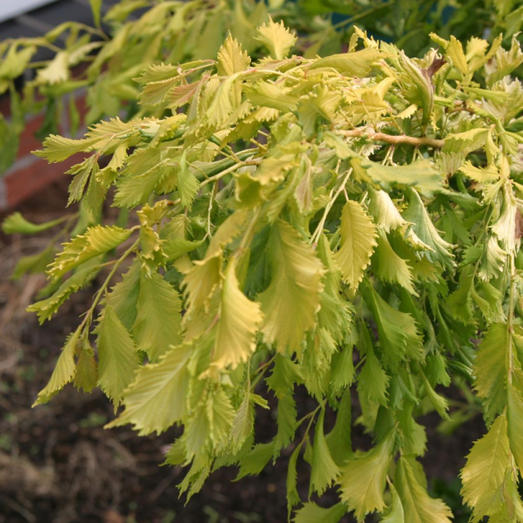 Ulmus minor Viminalis Aurea - Olmo comune