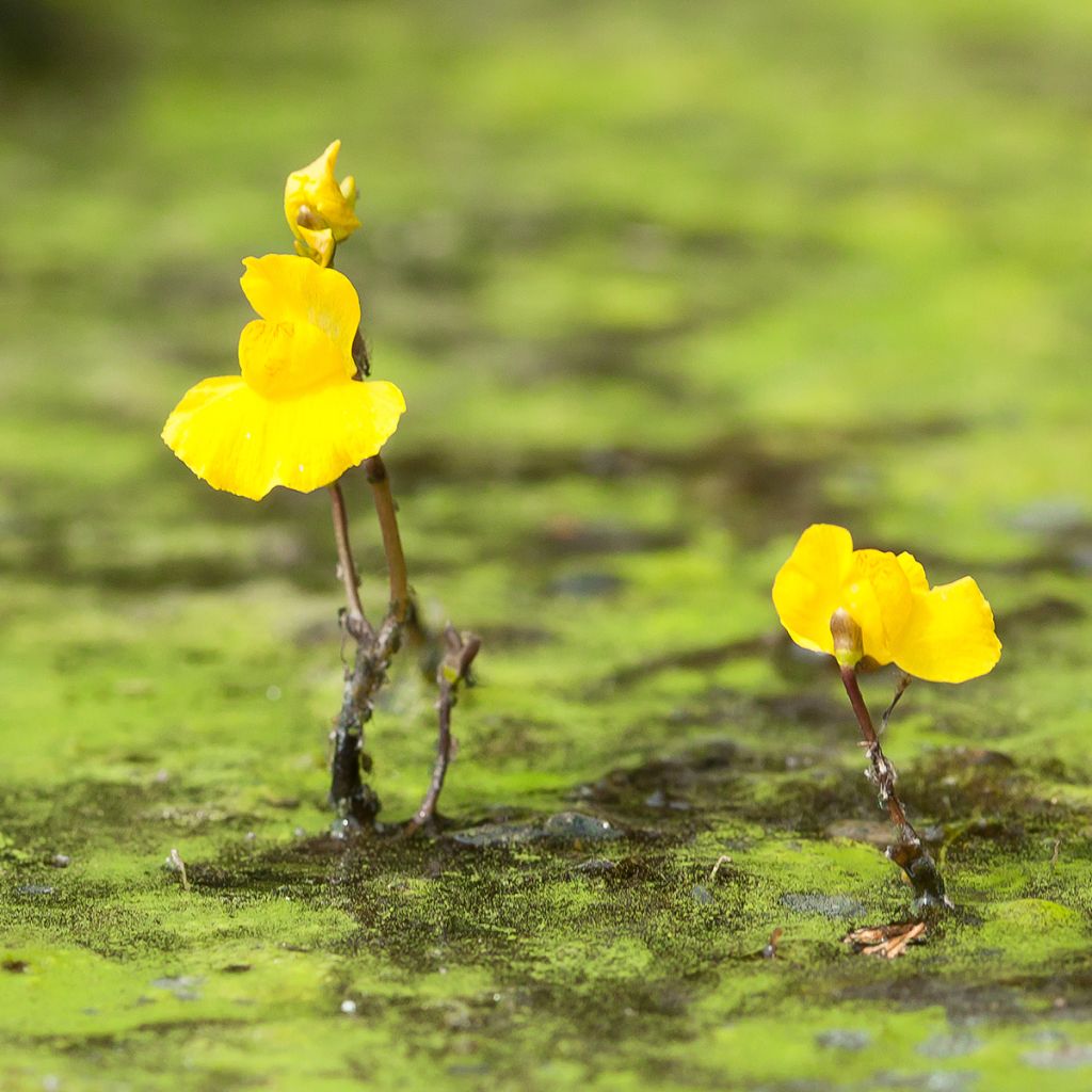 Utricularia vulgaris - Erba-vescica comune