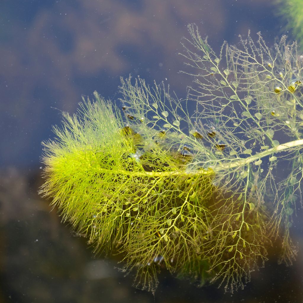 Utricularia vulgaris - Erba-vescica comune