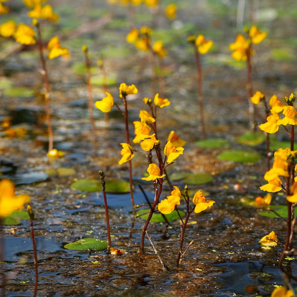 Utricularia vulgaris - Erba-vescica comune