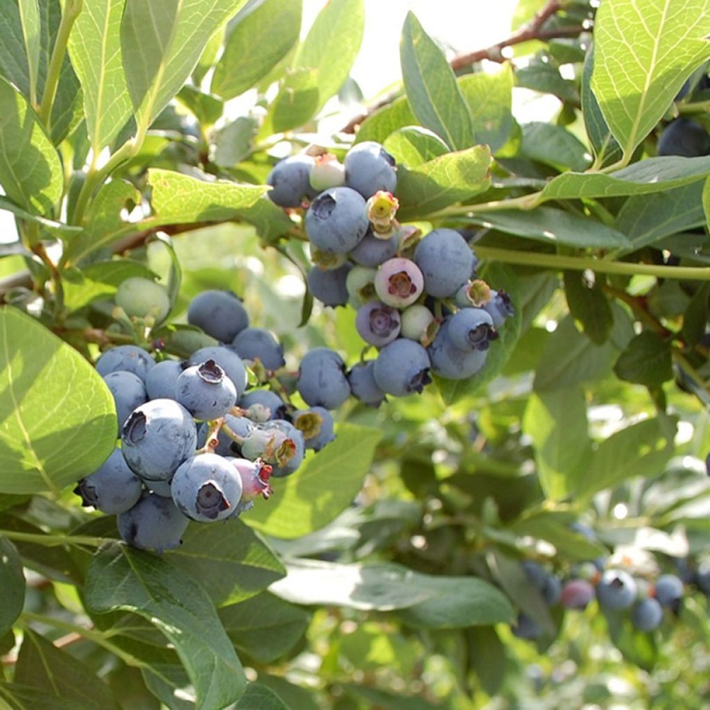 Mirtillo gigante americano - Hardyblue