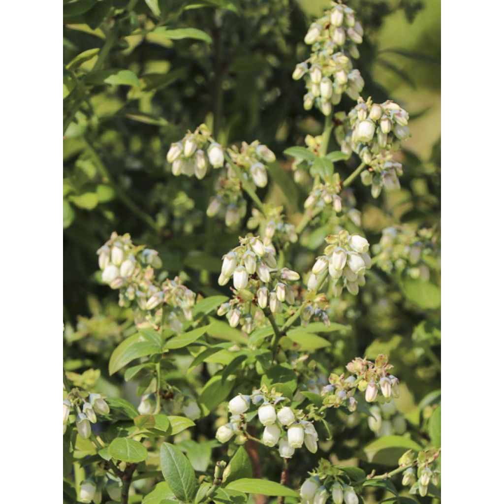 Mirtillo gigante americano - Hortblue Poppins