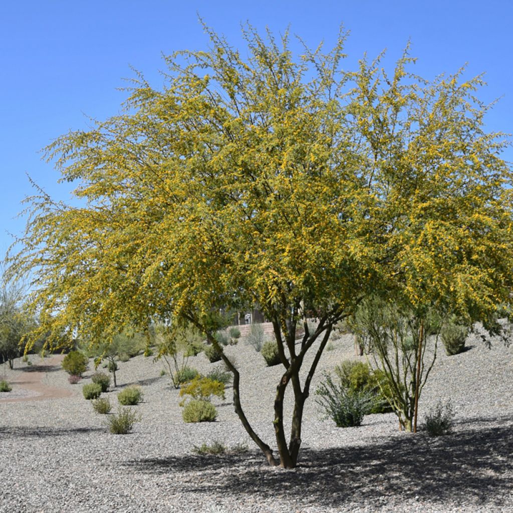 Vachellia farnesiana - Gaggìa