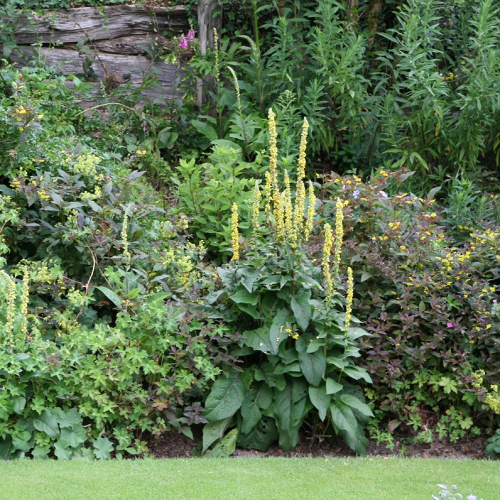 Verbascum Cotswold Queen - Verbasco