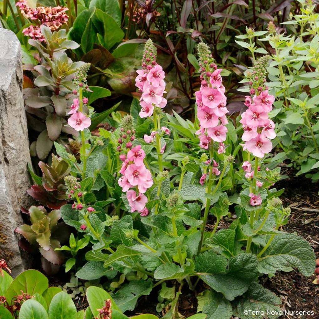 Verbascum Lavender Lass - Verbasco