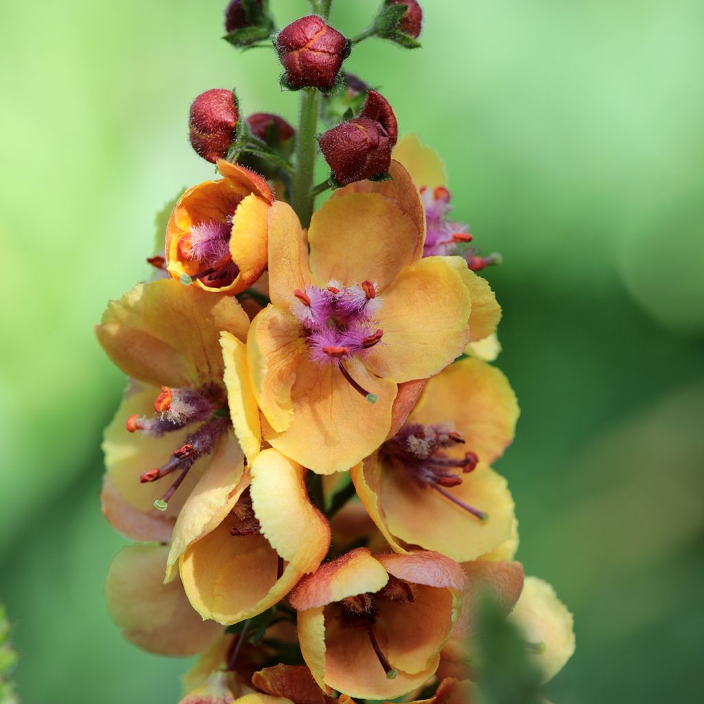 Verbascum Clementine - Verbasco
