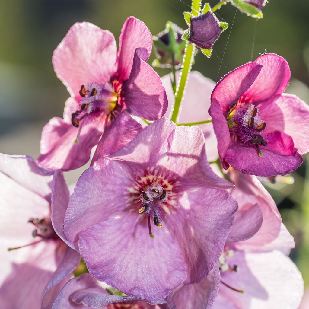Verbascum Lavender Lass - Verbasco