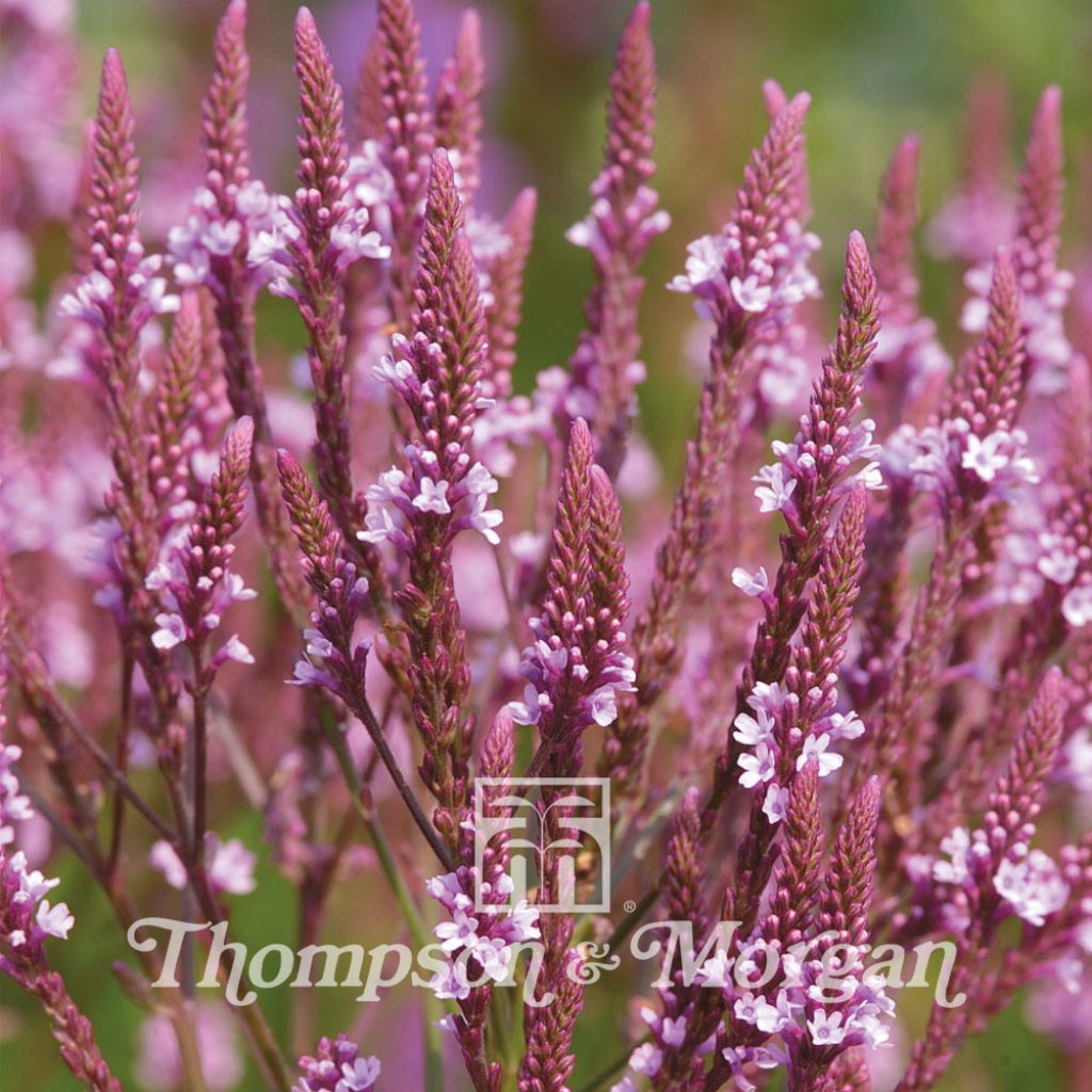 Verbena Hastata Pink Spires
