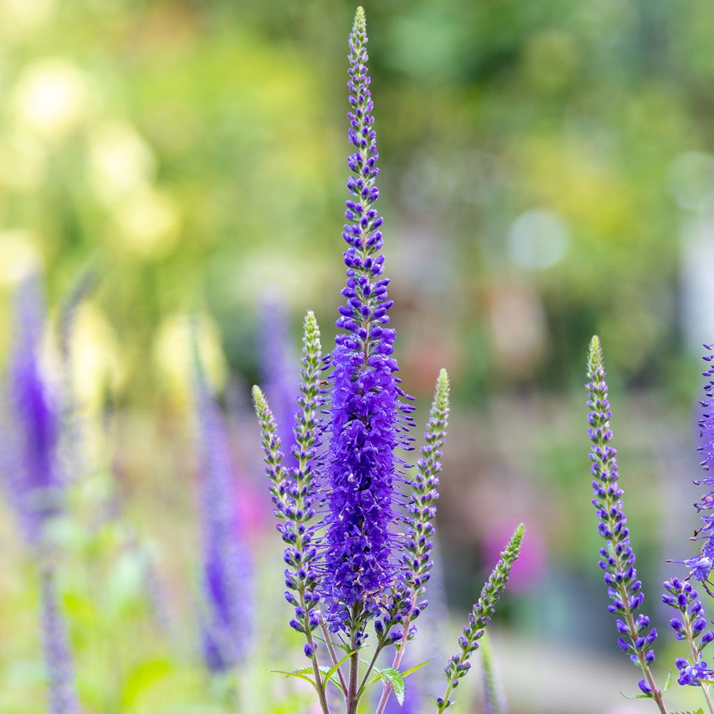 Veronica longifolia First Glory