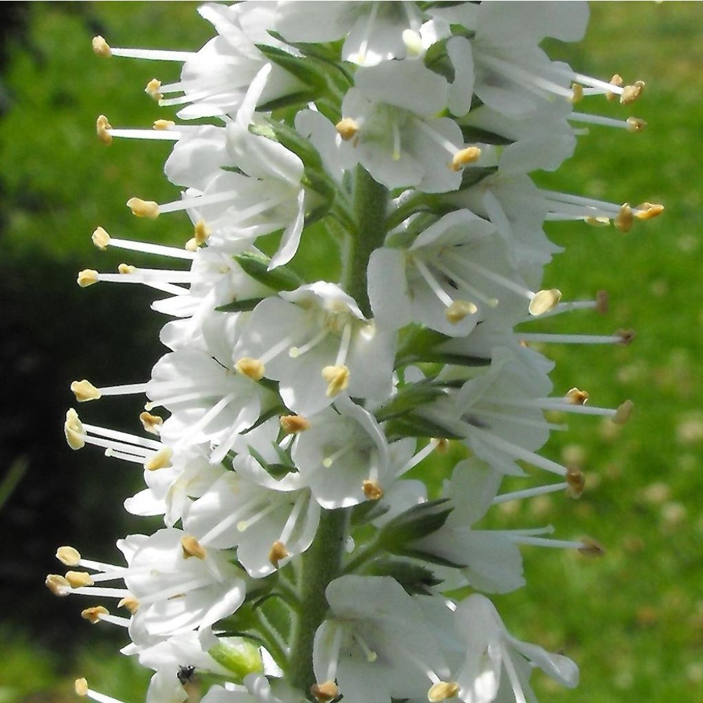 Veronica spicata Icicle