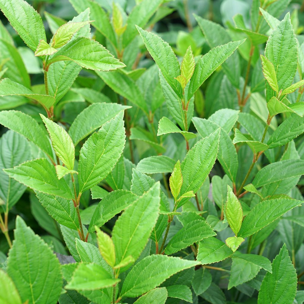 Viburnum Sweet Talker
