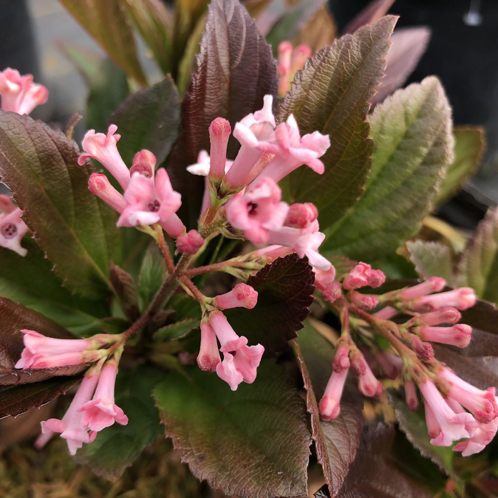 Viburnum Sweet Talker