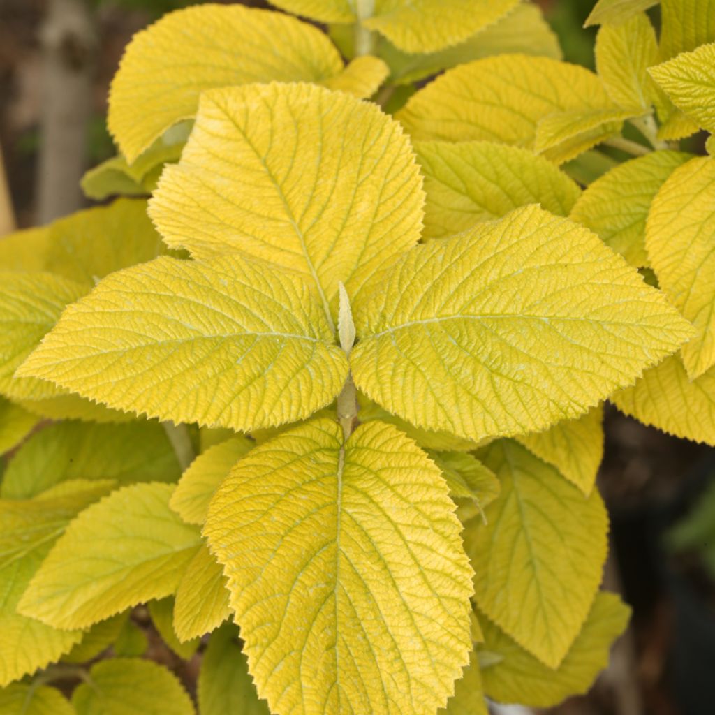 Viburnum lantana Aureum