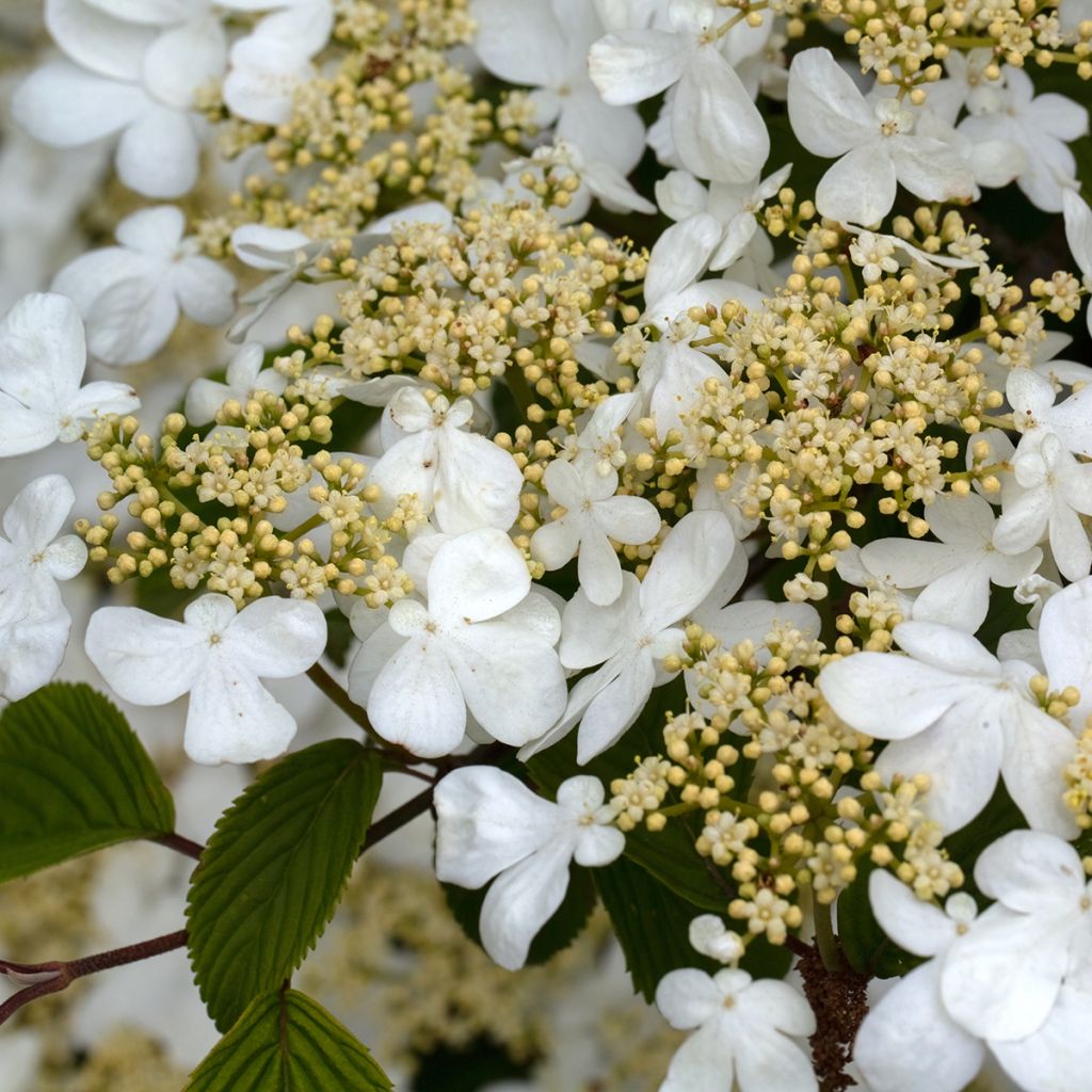 Viburnum plicatum Mariesii Great Star