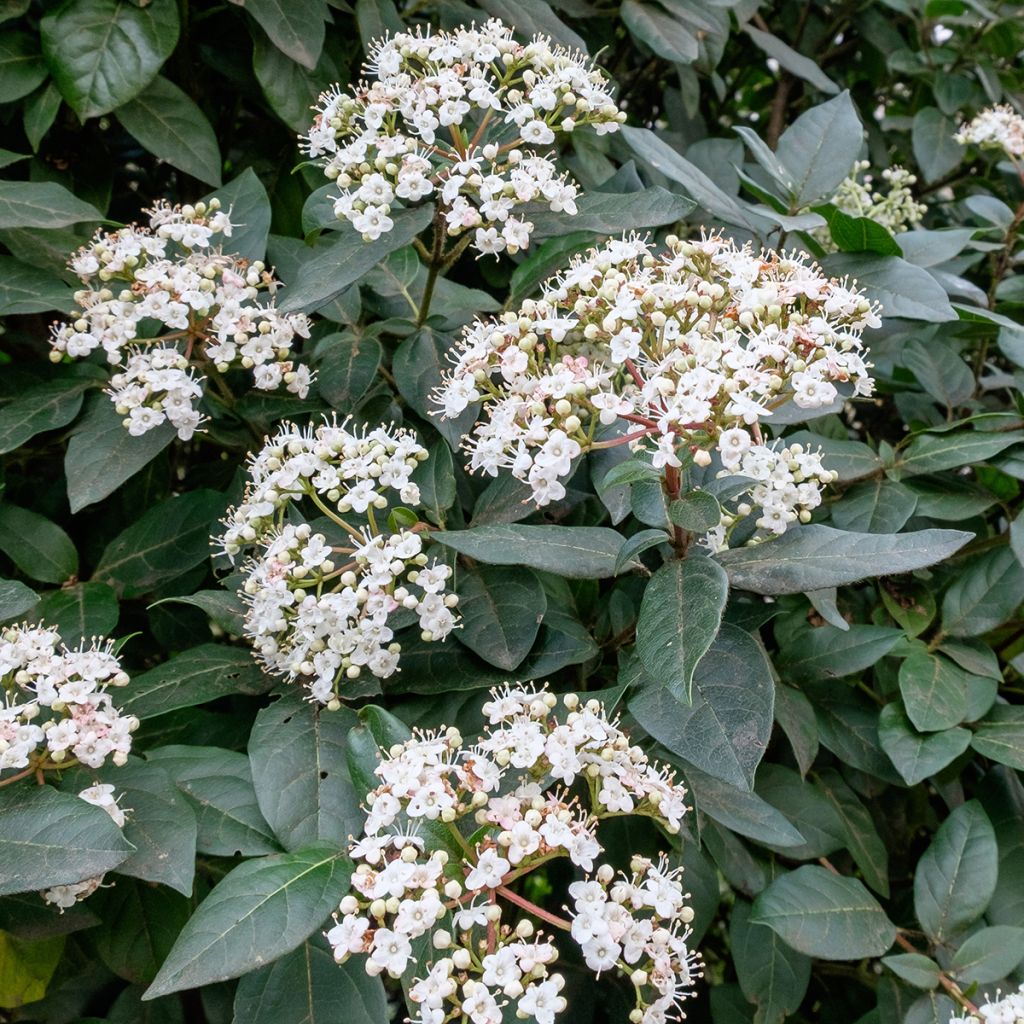 Viburnum tinus Eve Price