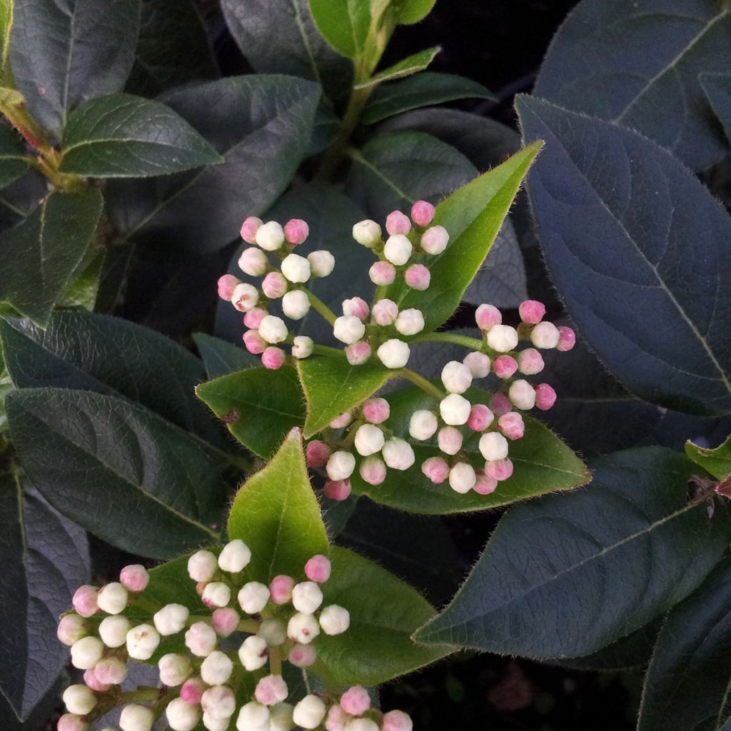 Viburnum tinus Eve Price