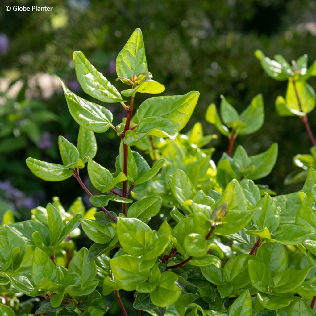 Viburnum tinus Rock'n Rolla