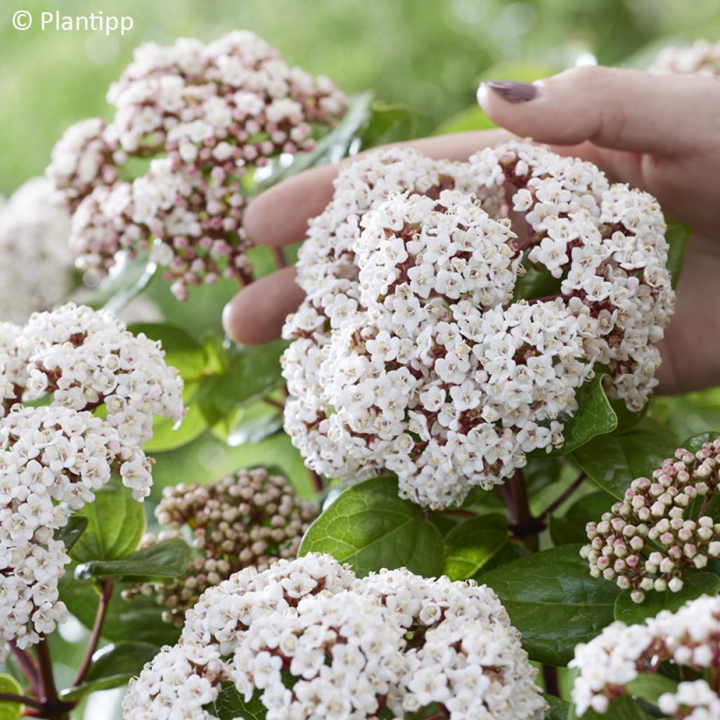 Viburnum tinus Rock'n Rolla