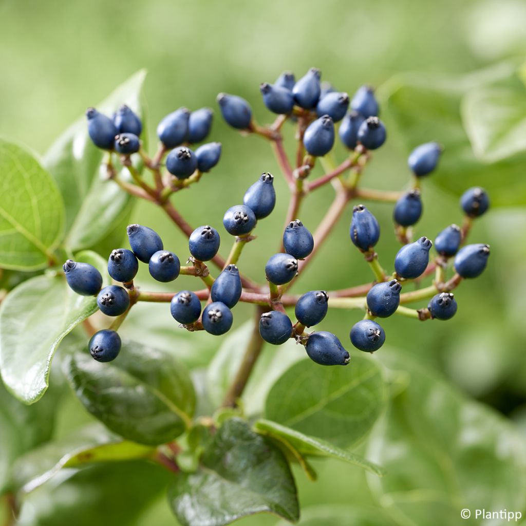 Viburnum tinus Rock'n Rolla