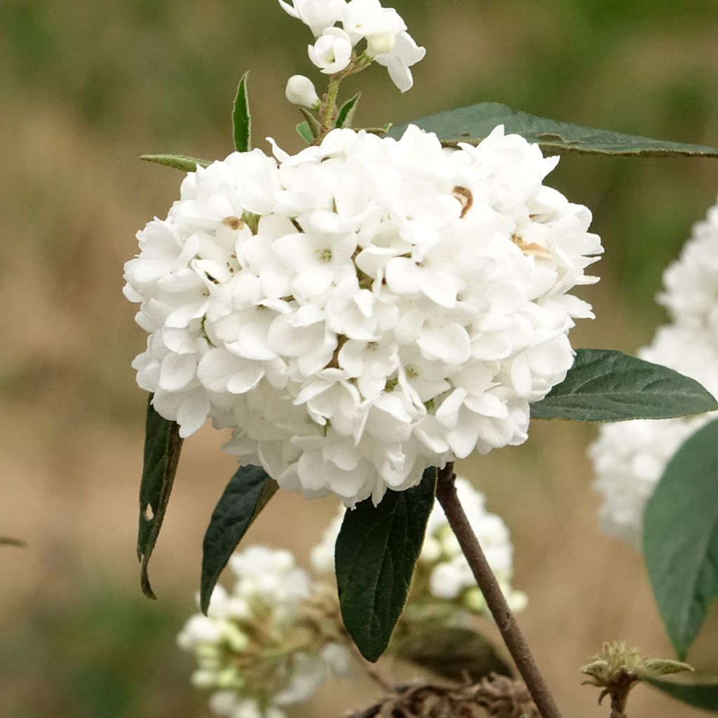 Viburnum utile Eskimo