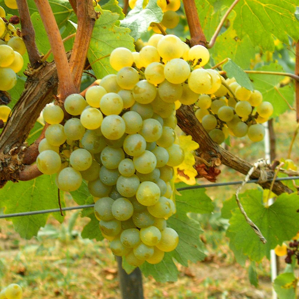 Vite Chardonnay
