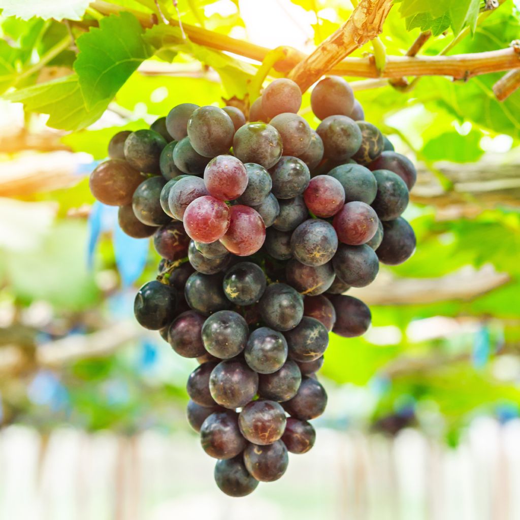 Vite Petit Verdot