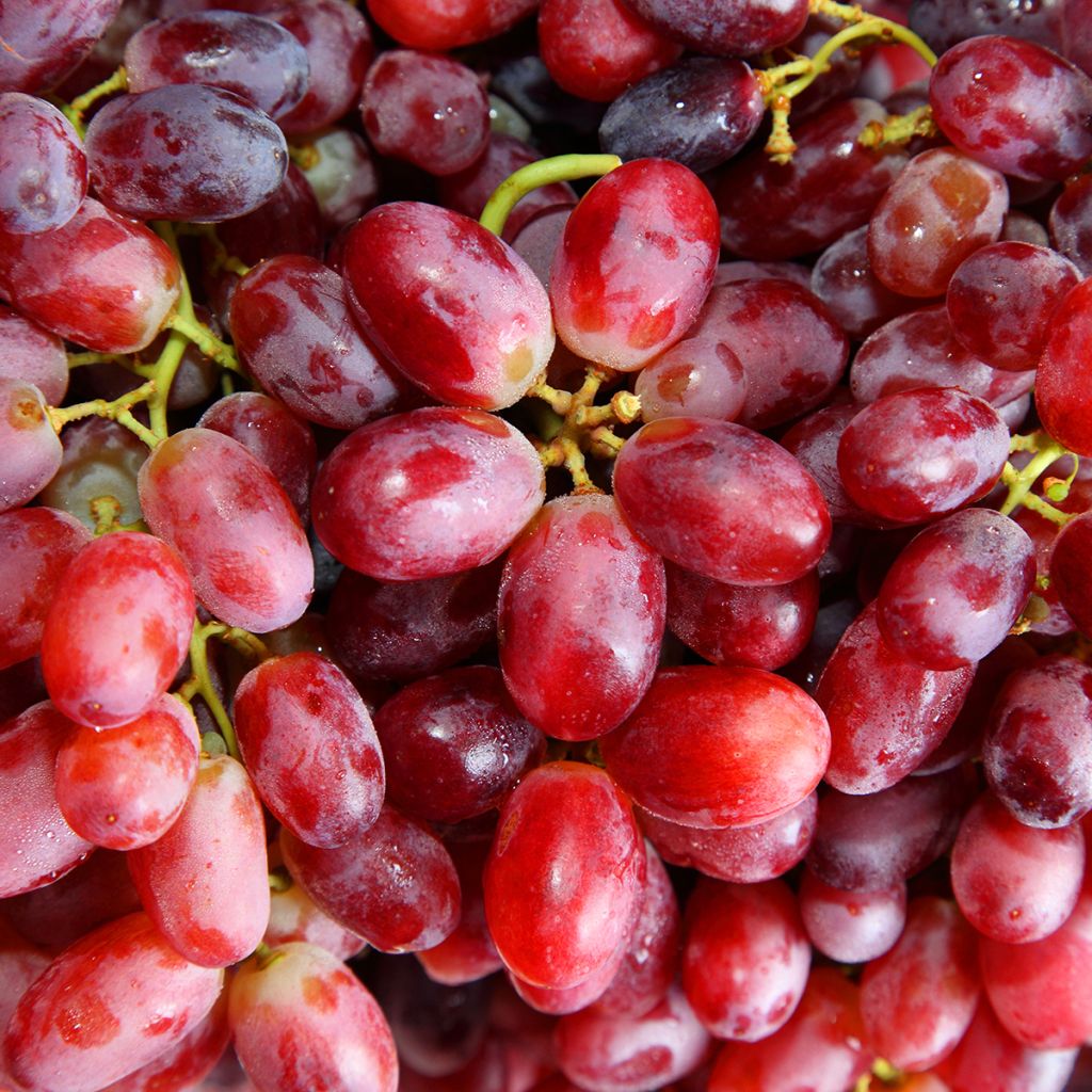 Vite da tavola Crimson Seedless